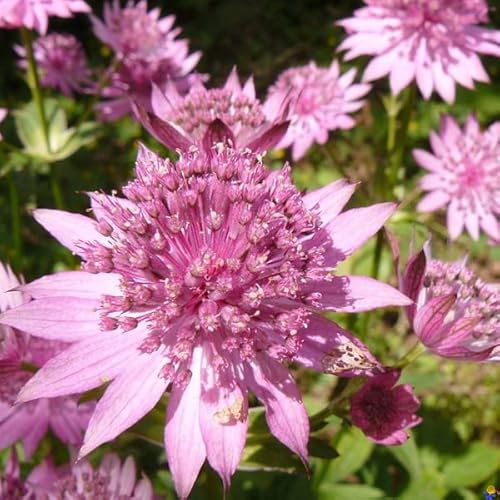 12 unità Astrantia Major 'Rosea' - Grande Astranza Vaso 9x9cm ±1 m² - Fiori Rosa Tenue, Perfetto per Bordure e Aiuole