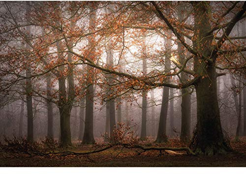 Herbst Tapete in Braun Grau | Flur und Schlafzimmer Fototapete mit Wald in Nebel | Herbstwald Fototapete aus Vlies mit Laub