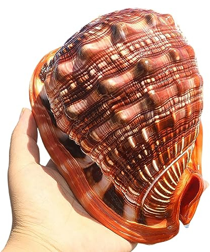 COYOUCO Conchas Marinas Naturales, Conchas Caracol oceánicas Grandes para Fiesta temática Playa Decoración la casa Bodas Artesanías Bricolaje Recolectores Tanques Peces y Conchas,A