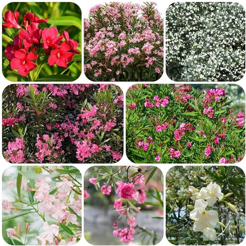 Oleander - samen dekopflanzen pflanzensamen sträucher winterhart saatgut garden baumsamen blumensamen Oleander sommerblumen samen bäume balkonpflanzen gartenblumen zierbaum winterhart 20pcs