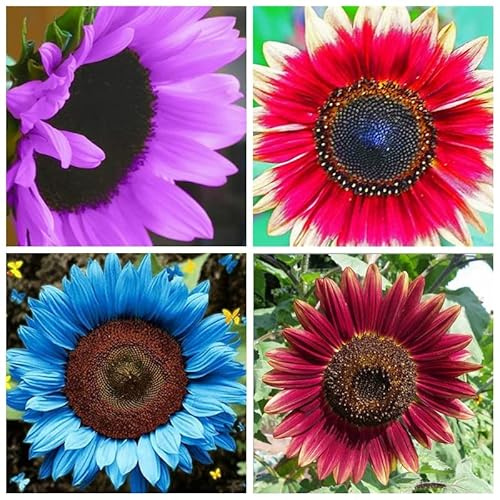 Winterhart Sonnenblume, Gemischte Farben, Lange Blütezeit, Riesen Sonnenblumen, Farbtraum, Magic of Nature, 500pcs-j