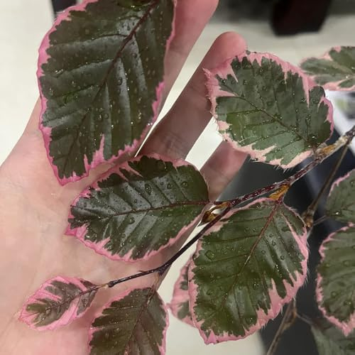 faggio rosso - semi d'appartamento purificatrici d'aria verdi balcone giardino resistenti d'appartamento sostenibili 100semi