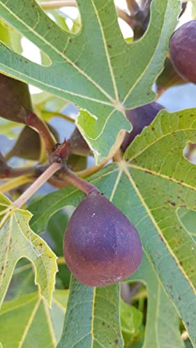 Ficus carica LITTLE MISS FIGGY® 'LMF01' / Figuier nain à fruit noir/Ecomotte/Arbuste Fruitier