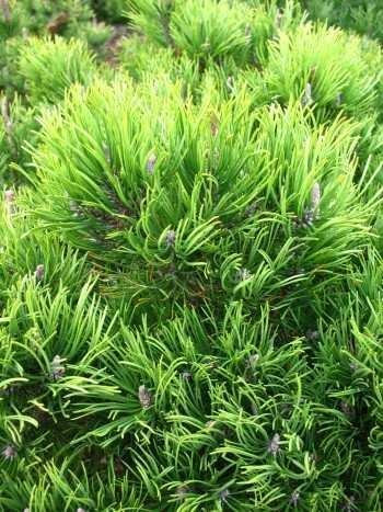 Bergkiefer, Pinus mugo var. mughus Krummholzkiefer 20-30 cm breit im 3 Liter Pflanzcontainer