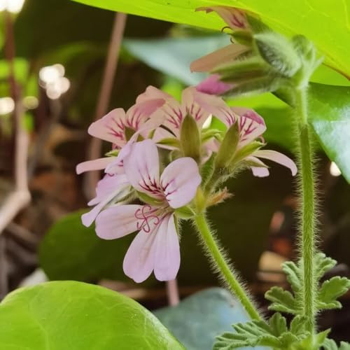 semillas de geranio, sombra geranios pelargonios colgantes macizo de con orgánicas ornamentales decoración 600pcs