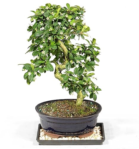 Brussel's Bonsai Live Fukien Tea Bonsai Tree - Medium, 9 Year, 8 to 12 inches Tall - Indoor Bonsai Tree Live with Ceramic Bonsai Pot and Bonsai Tray