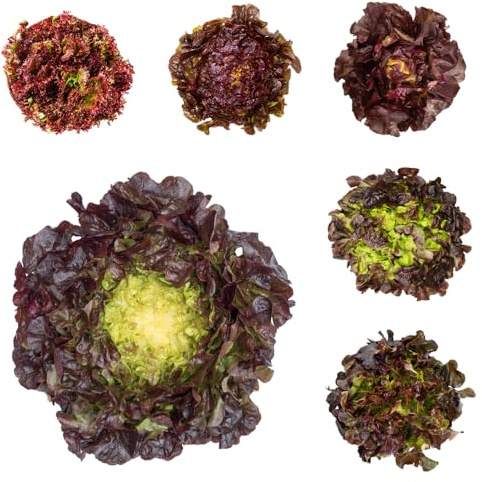 pflücksalatsamen winterhart,salat, balkon kopfsalat draußen alte sorten garden 800pcs
