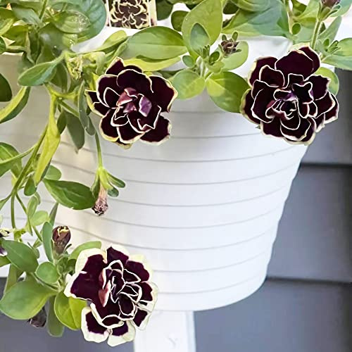 semi di petunia, petunie pendenti balconeto in vaso petunie Decorazioni per giardini esterni, Decorazioni autunnali per un giardino resistente 450semi