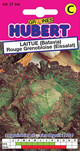 Graines de Laitue (Batavia) Rouge Grenobloise - 3 grammes