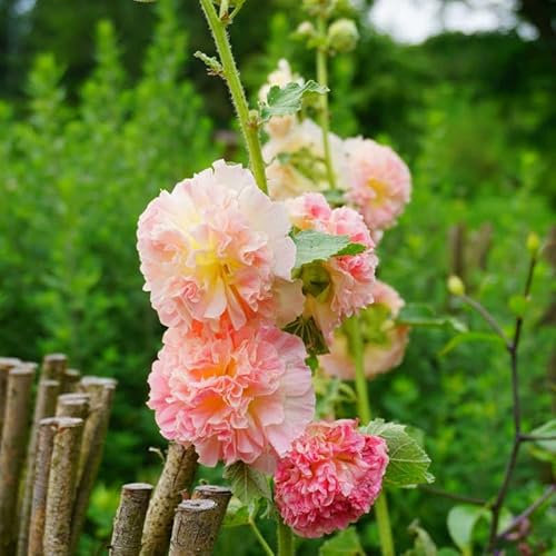 50Graines Semences - Rose Trémière Rose Saumon - Alcea rosea ‘Chater’s Pink’ - 139