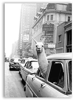 Llama en un taxi en Times Square Impresión en lienzo y póster Impresión de llama vintage Ciudad de Nueva York Foto Imagen Arte de la pared Decoración para el hogar 40x60cm (15.7 x23.6) Sin marco