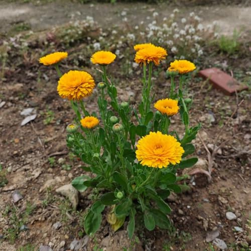semi di calendula biologici - aiuole rialzate da giardino balcone resistenti vecchie varietà 850pcs