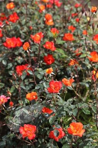 Plant Theory Warm Welcome Rose Bush Orange Flowering Roses Climbing Miniature Rose 4L Pot