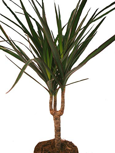 Dragon's Tree - Dracaena marginata - 1 Plant - Easy-Care Indoor Plant - Palm
