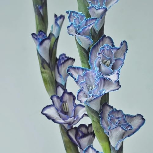 bulbi di gladioli resistenti, giardino balcone interno 4pcs