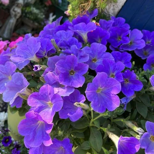 semillas de petunia colgando - perennes resistente trepadoras jardín 150pcs