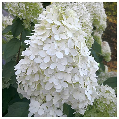 Hydrangea Paniculata Kyushu in 2L Pot, Stunning White Flowers 3fatpigs®