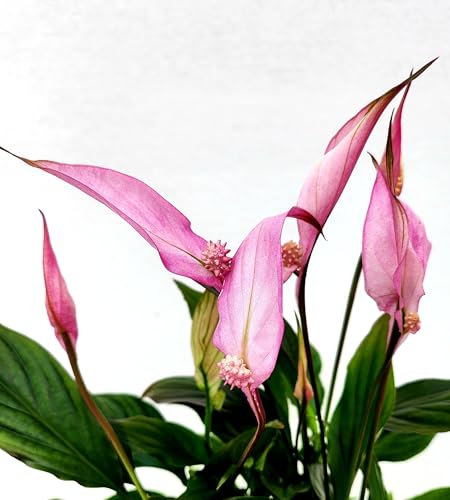 POWERS TO FLOWERS - SPATIFILLO MULTIFLORA COLOR LIFE ROSA, VASO 12cm DIAMETRO, altezza 30CM, Pianta Vera