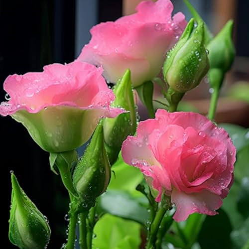 500 Pcs Graines de Lisianthus, Fleurs Doubles Grandiflorum, Faciles à Cultiver, Haute Germination, Idéales pour Bouquets et Jardins (Rose)