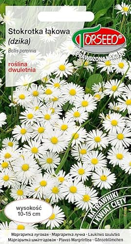 Verdica Bellis perennis Graines de marguerite charme des prairies – Facile d'entretien, floraison de deux ans, parfaites pour la pelouse et les jardins naturels, croissance de 10 à 15 cm, emballage
