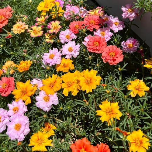 semillas de verdolaga - Portulaca grandiflora jardín semillas exóticas decoraciones jardín exteriores resistentes en 300pcs