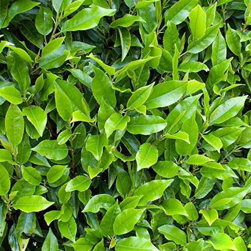 Prunus lusitanica 'Myrtifolia' | Portuguese Laurel | Garden Tree | 5-6ft