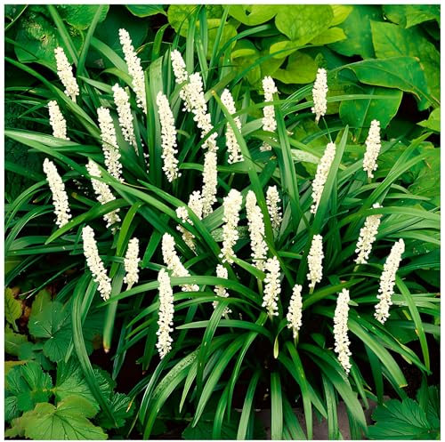 5 x Liriope muscari ‚Monroe White' im 1 Liter Topf (Ziergras/Staude/Winterhart/Mehrjährig/Stauden/Immergrün) Weiße Lilientraube - Weiße Schönheit für schattige Ecken - von Stauden Gänge
