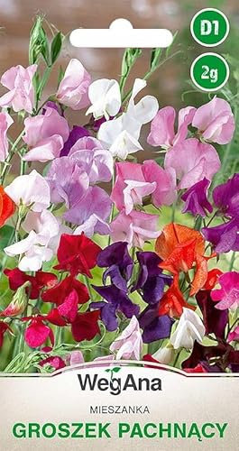 WegAna Platée odorante graines 2g, mélange de couleurs, plante grimpante riche en couleurs, plantes de jardin plantes de balcon, plantes mellifères, graines de fleurs, graines de fleurs