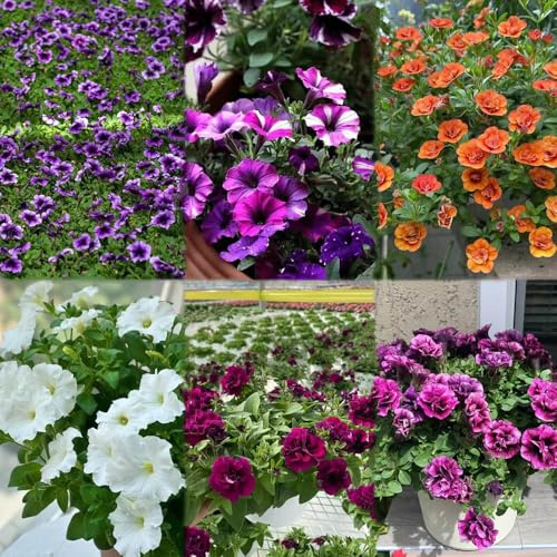 400 piezas semillas de petunia - exóticas jardin de primavera prado, resistentes al exterior semillas pradera