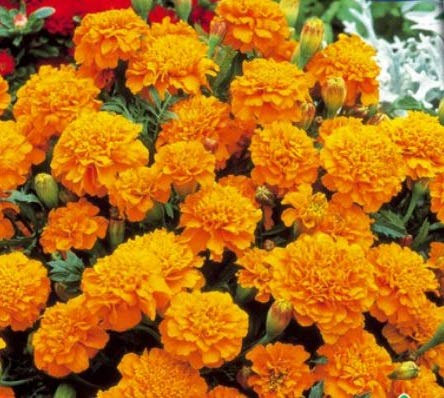 Pcs - 165x Samtblume Mandarine Tagètes Semences Jardin Plantes - Graines K334 - Seeds & Plants Shop by Ipsa