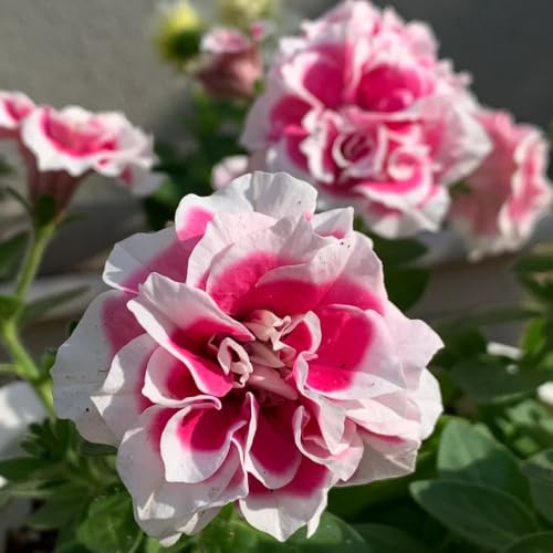 semillas de petunia colgando silvestres, balcón, decorativas petunia petunia exóticas resistentes, balcón Decoración de jardín 50pcs