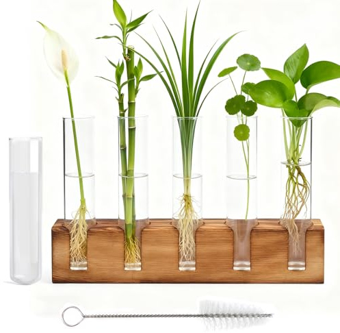 Gykutix Vaso Idroponica Stazione Di Propagazione Piante Vaso per Piante in Vetro con Supporto In Legno E Spazzola per Decorativi Casa L'ufficio Patio