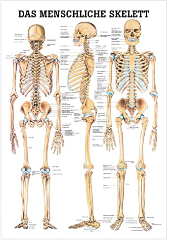 Das menschliche Skelett Lehrtafel Anatomie 100x70 cm medizinische Lehrmittel