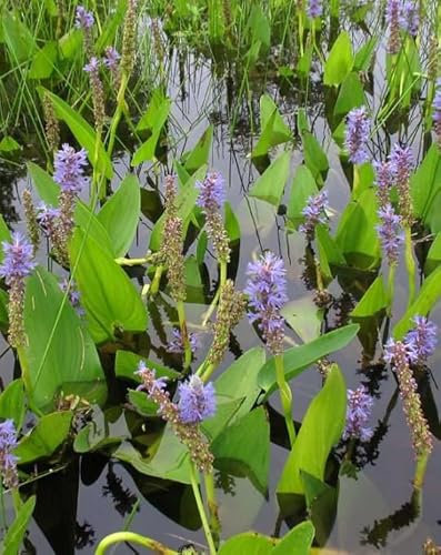 Lincolnshire Pond Plants Ltd - Marginal Aquatic Pond Plant - (Pontederia Cordata) - Plug