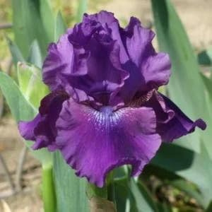 2 Dashing Bearded Iris - Iris germanica Reblooming Bareroots