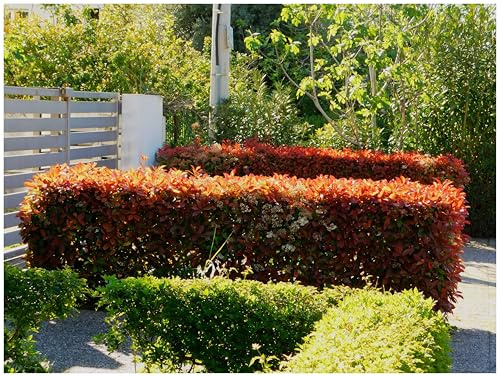 Stauden Gänge 10 x Photinia fraseri 'Little Red Robin' winterhart