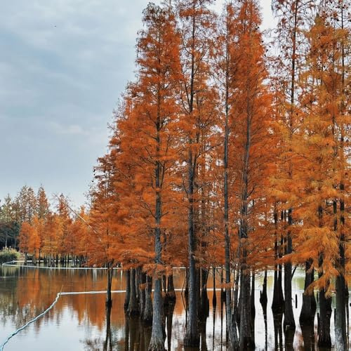 semillas de secuoya - interior cubren el suelo, resistentes perennes 300pcs