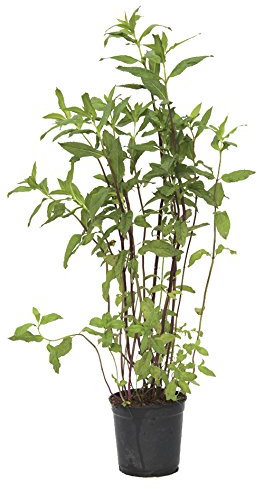 Outlet Garden - Menta - Mentha. Planta Aromática, Altura: 40 Centimetros Aproximado, Contenedor: 14 Cm. Envios Solo Peninsula