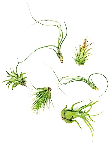 Tillandsia Air Plants Live Indoor Plants (12PK), Airplants Variety Live Plant Kit, Tropical Plants Live Houseplants, Air Plant Live Succulents Plants Live Plants Indoor House Plants by Plants for Pets
