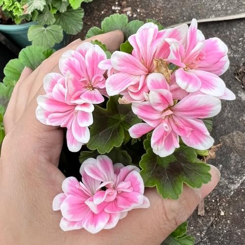 Geranios colgantes pelargonio de interior silvestres jardín 420semillas