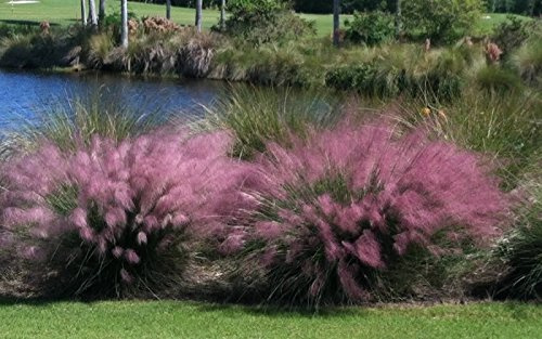 3 Pink Muhly Grass in 2.5 Inch Containers (3 Pots of Plants) by Daylily Nursery, Ships from Rock Island Tennesee. Grown on Our own Farm