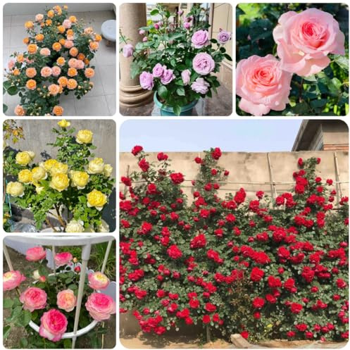 semillas de rosal resistente para lugares soleados, cortadas de rosal trepador y fragantes resistentes al aire libre 100pcs