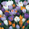 Bolly Bulbs® - Mixed Crocus (12 Bulbs)