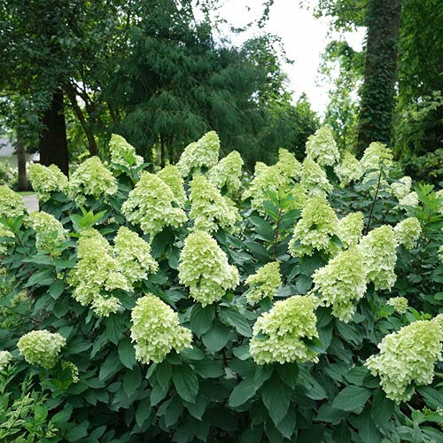 Proven Winners Hydrangea pan. Limelight Prime