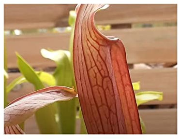 Stk - 10x Sarracenia rubra ssp. rubra long lidded form Kannenpflanzen - Samen B234 - Seeds & Plants Shop by Ipsa
