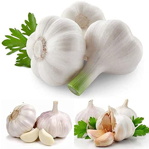 Haloppe 100 Stück Knoblauch-Gemüse-Samen für die Bepflanzung des Hausgartens, Knoblauch-Samen im Freien, die Gemüse-Setzlinge für den Bauernhof pflanzen Knoblauchsamen