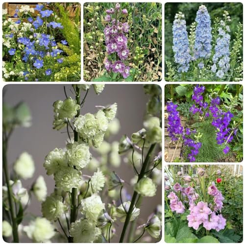 500 Pcs Rittersporn Samen Winterhart Mehrjährig - Consolida Ajacis - Gartenblumen, Zimmerpflanzen Samen Delphinium Rittersporn Pflanze Samen, Winterharte Pflanzen Für Garten, Winterharte