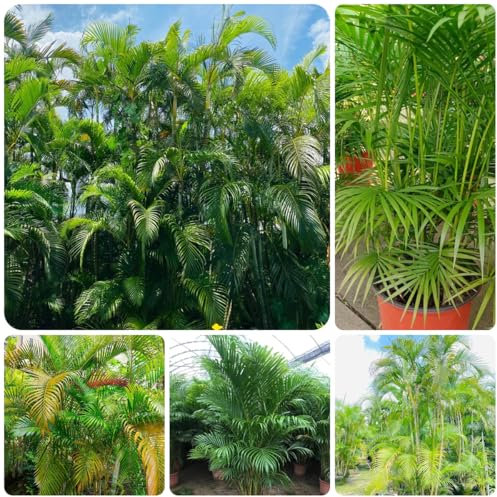 goldfruchtpalme zimmerpflanzen samen winterharte pflanzen für garten, dypsis lutescens, gartenpflanzen winterhart mehrjährig zimmerpflanzen samen steingartenpflanzen winterhart deko 30pcs