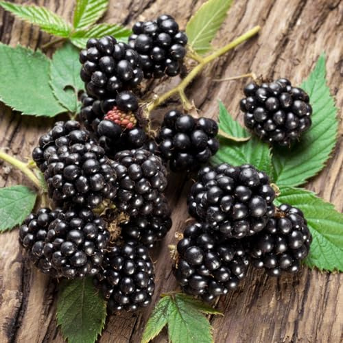 semi di mora raro vecchie varietà da giardino roccioso da frutto colonnari serre balcone per giardinieri frutto nani, resistenti colonnare frutteto 100pcs
