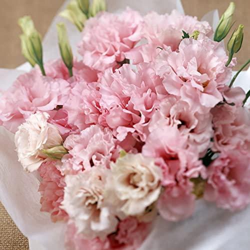 Haloppe 100 Stück Nelkenblumen Pflanzensamen für die Bepflanzung des Hausgartens, Nelkensamen mehrjährige blühende Blumensamen für Topf Mischfarbe